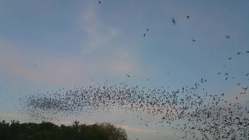 Video: Bats